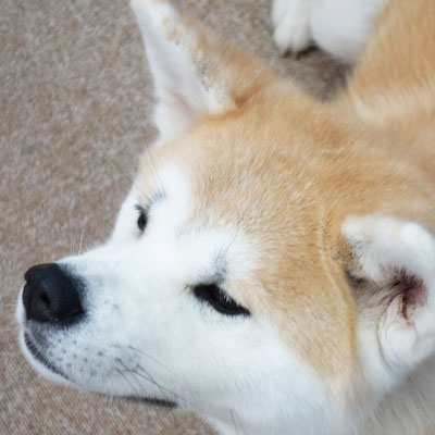 おそうじ革命のペット割