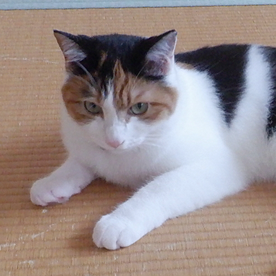 ペットがいるご家庭に、おそうじ革命は料金いつでも3%OFFの「ペット割」があります。