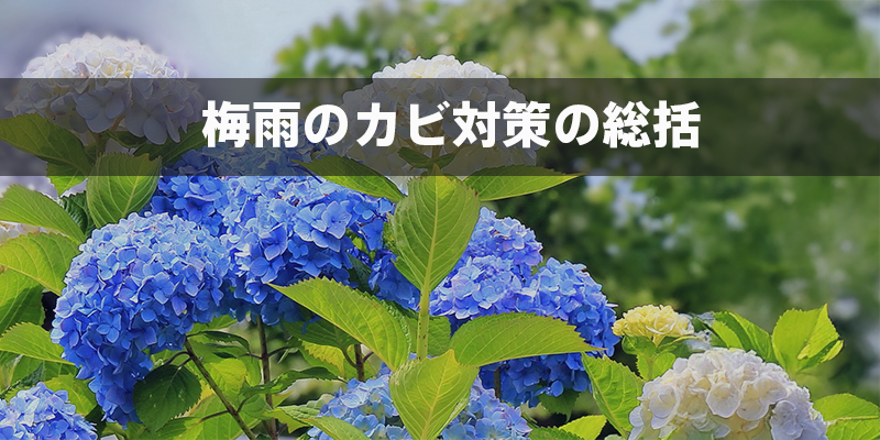 梅雨のカビ対策の総括