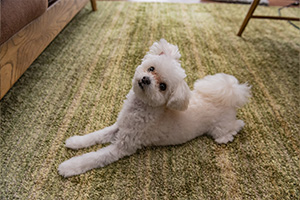 ケース⑤ ペットを飼っているご家族・3LDKマンションの画像