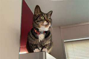 ケース② 1LDKアパート/約40㎡の画像